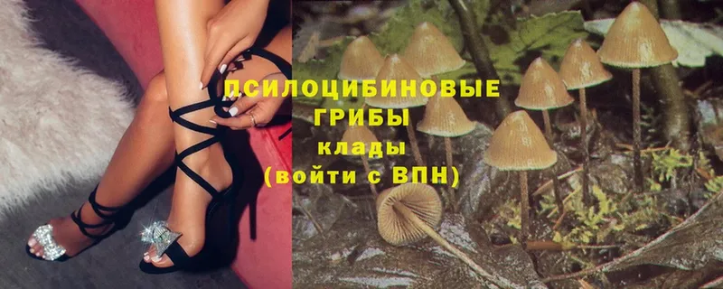 Псилоцибиновые грибы Magic Shrooms  Кизилюрт 